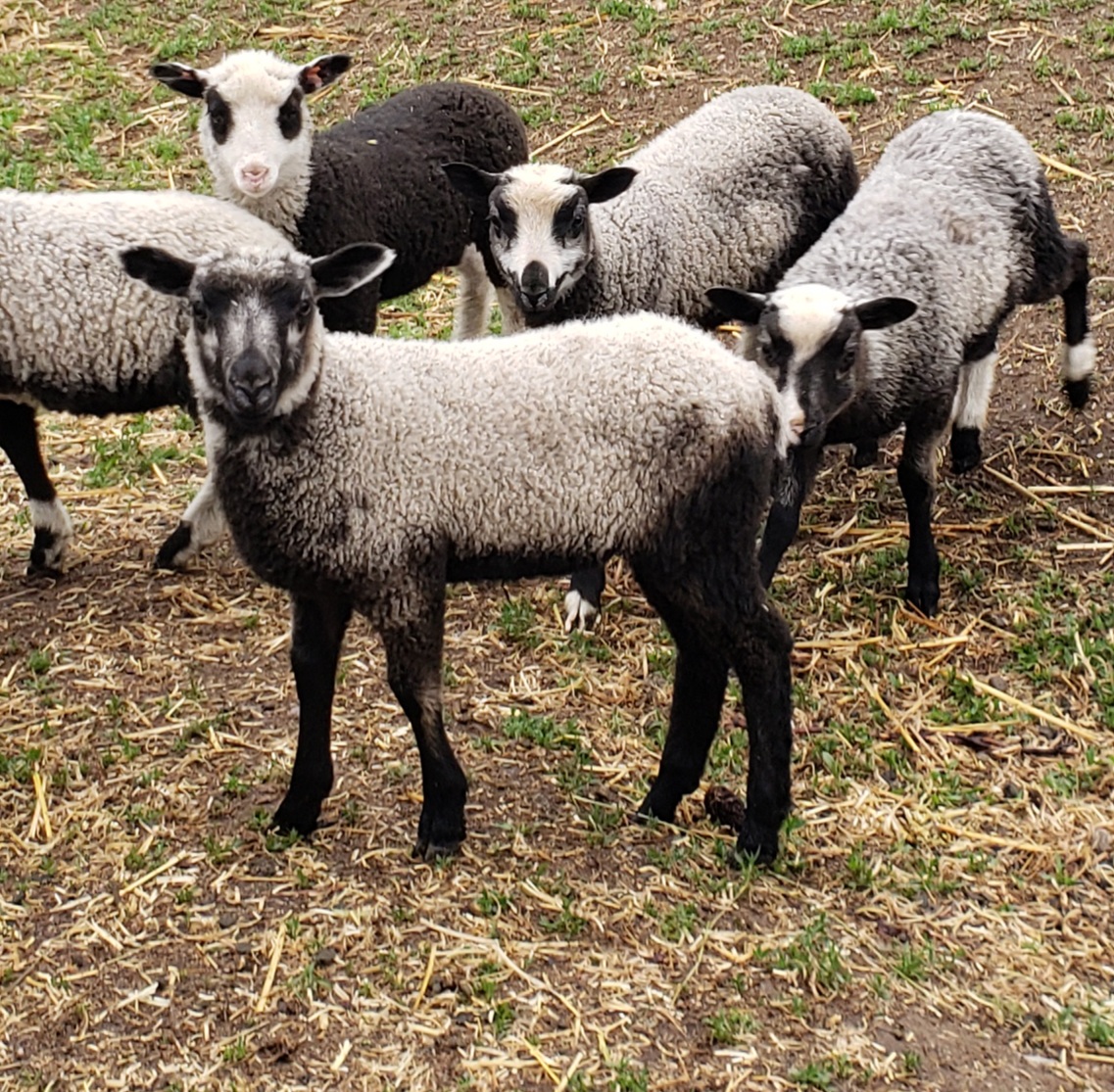 Finnsheep Lambs