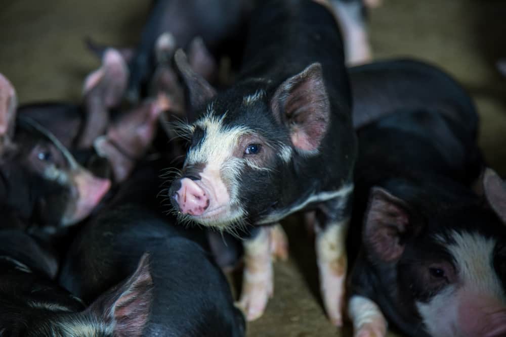 Berkshire Pigs