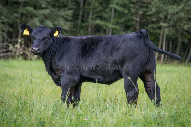 Black Angus Heifers